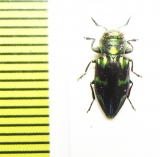 Chrysobothris sp.  Peru - INSECTS-STORE.RU