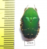 Eucetonia prasinata  Taiwan - INSECTS-STORE.RU