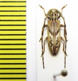 Eunidia brunneopunctata strigatoides  Ethiopia - INSECTS-STORE.RU