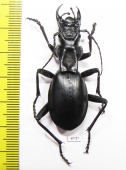 Anthia maxillosa, male  South Africa Rep.  50mm - INSECTS-STORE.RU