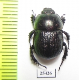 Odontotrypes xue  China - INSECTS-STORE.RU