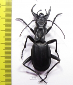 Anthia maxillosa, male  South Africa Rep.  53mm - INSECTS-STORE.RU