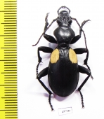 Anthia omoplata incolatum, male South Africa Rep. - INSECTS-STORE.RU