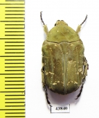 Protaetia culta  Taiwan - INSECTS-STORE.RU