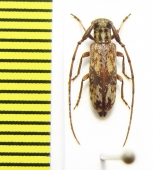 Eunidia sp.  Ethiopia - INSECTS-STORE.RU