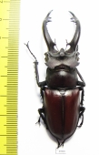 Lucanus formosanus  Taiwan 67mm - INSECTS-STORE.RU
