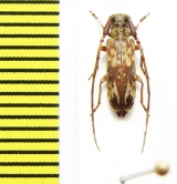 Eunidia sp.  Ethiopia - INSECTS-STORE.RU