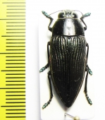 Lampetis foveicollis  Namibia - INSECTS-STORE.RU