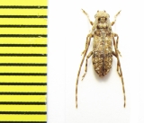 Eunidia piperita  Ethiopia - INSECTS-STORE.RU