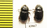 Orphninae sp., pair  India, Kerala - INSECTS-STORE.RU