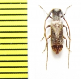 Eunidia sp.  Ethiopia - INSECTS-STORE.RU