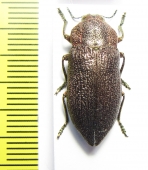 Pseudoperotis subrugosus  Namibia - INSECTS-STORE.RU