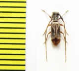 Eunidia sp.  Ethiopia - INSECTS-STORE.RU