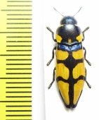 Thrincopyge alacris  USA - INSECTS-STORE.RU