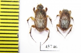 Euoniticellus sp.?  South Africa Rep. - INSECTS-STORE.RU