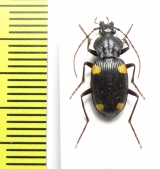 Craspedophorus obscurus  China, Yunnan prov. - INSECTS-STORE.RU