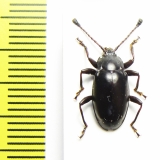 Endomychidae sp.  Madagascar - INSECTS-STORE.RU