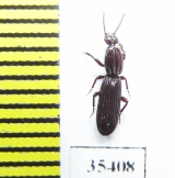 Rhysodidae sp.  Mexico - INSECTS-STORE.RU