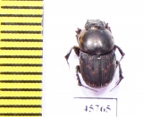Onthophagus sp.  South Africa Rep. - INSECTS-STORE.RU