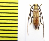 Eunidia laterialba subsimilis  Ethiopia - INSECTS-STORE.RU