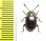 Endomychidae sp.  Madagascar - INSECTS-STORE.RU