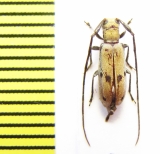 Eunidia laterialba subsimilis  Ethiopia - INSECTS-STORE.RU