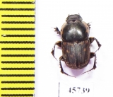 Onthophagus sp.  South Africa Rep. - INSECTS-STORE.RU