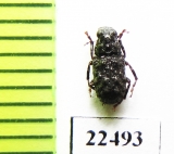 Anthribidae sp.  Peru - INSECTS-STORE.RU