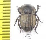 Anomalipus sp.  South Africa Rep. - INSECTS-STORE.RU