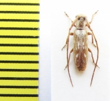 Eunidia subtessellata subtessellata  Ethiopia - INSECTS-STORE.RU