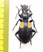 Anthia omoplata incolatum, female South Africa Rep. - INSECTS-STORE.RU