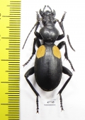 Anthia omoplata incolatum, male South Africa Rep. - INSECTS-STORE.RU