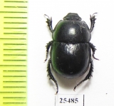 Odontotrypes zeduoensis  China - INSECTS-STORE.RU
