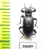 Hexarhopalus sp.  Malaysia, Borneo - INSECTS-STORE.RU