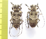 Lasiopezus brunoi, pair  Ethiopia - INSECTS-STORE.RU