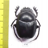 Scarabaeus sp.  South Africa Rep. - INSECTS-STORE.RU