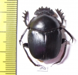 Scarabaeus sp.  South Africa Rep. - INSECTS-STORE.RU