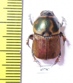 Onitis sp.  South Africa Rep. - INSECTS-STORE.RU