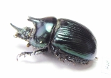 Ceratotrupes sturmi, male  Mexico - INSECTS-STORE.RU