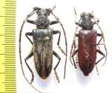 Neoplocaederus conradti, pair  Ethiopia  - INSECTS-STORE.RU