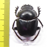Scarabaeus sp.  South Africa Rep. - INSECTS-STORE.RU