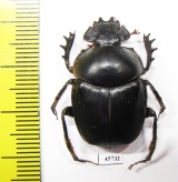 Scarabaeus sp.  South Africa Rep. - INSECTS-STORE.RU