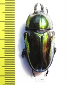 Phalacrognathus muelleri, female  37mm - INSECTS-STORE.RU