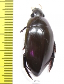Hydrophilus sp.  South Africa Rep. - INSECTS-STORE.RU