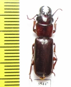 Parandrinae sp.  Mexico - INSECTS-STORE.RU