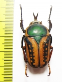 Megalorrhina harrisi  Congo - INSECTS-STORE.RU