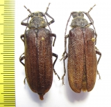 Lachneophysis rougeoti  Ethiopia  - INSECTS-STORE.RU