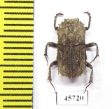 Drepanocerus sp.?  South Africa Rep. - INSECTS-STORE.RU