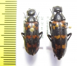 Meloidae sp.  Namibia - INSECTS-STORE.RU