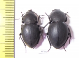 Tenebrionidae sp., pair  South Africa Rep. - INSECTS-STORE.RU
